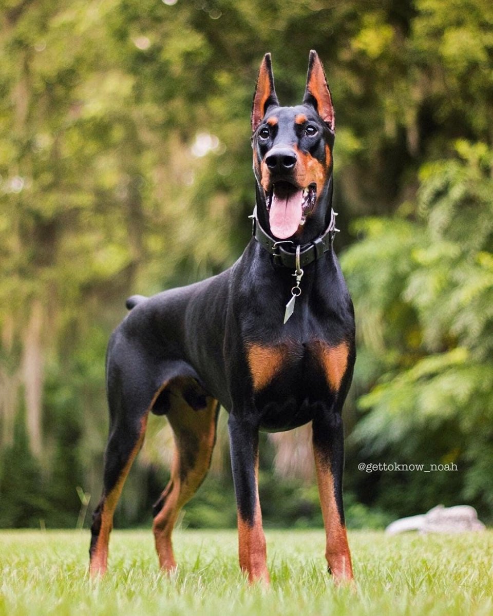 Доберман бойцовская