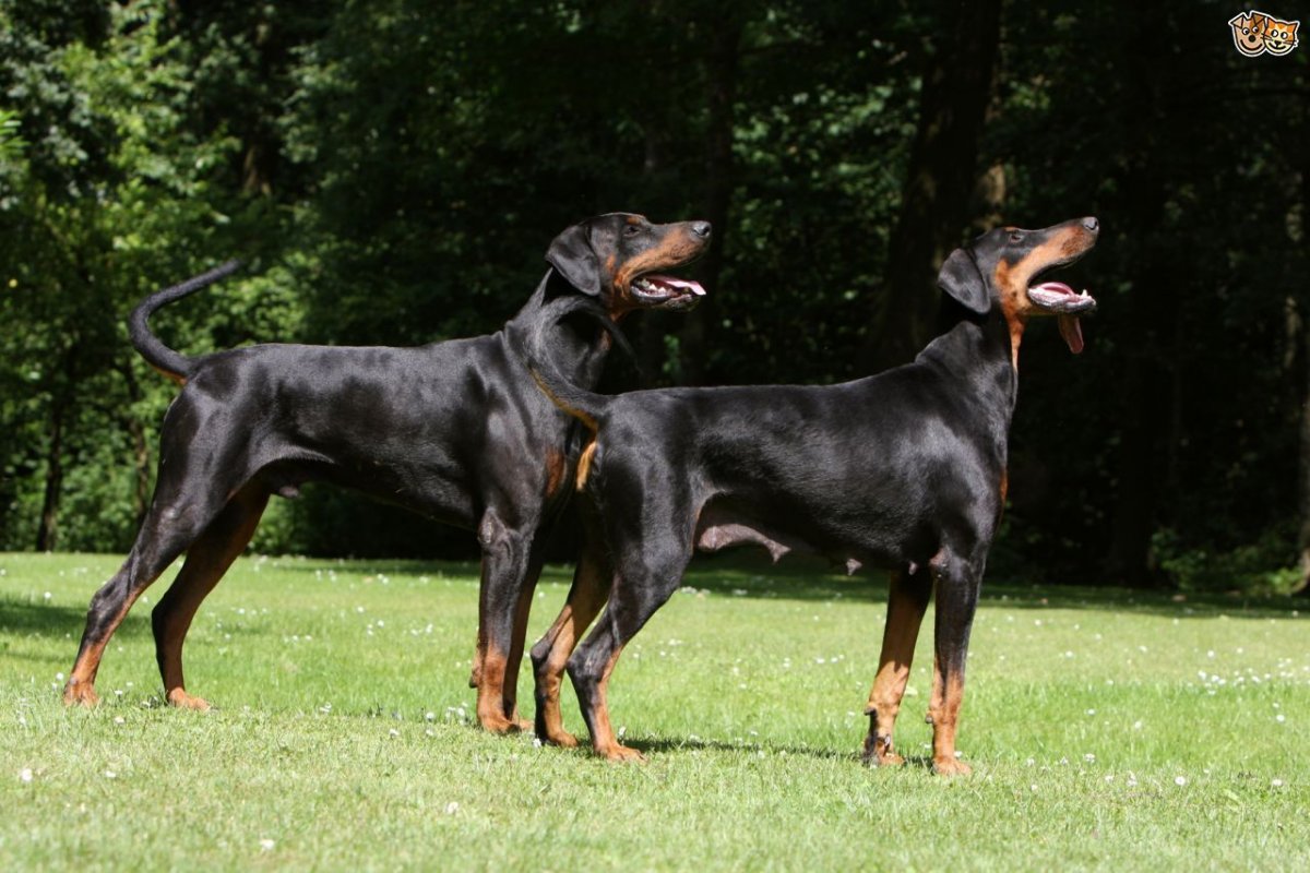 Порода Доберман-пинчер