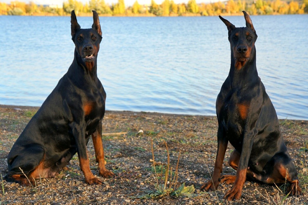 Королевский Доберман
