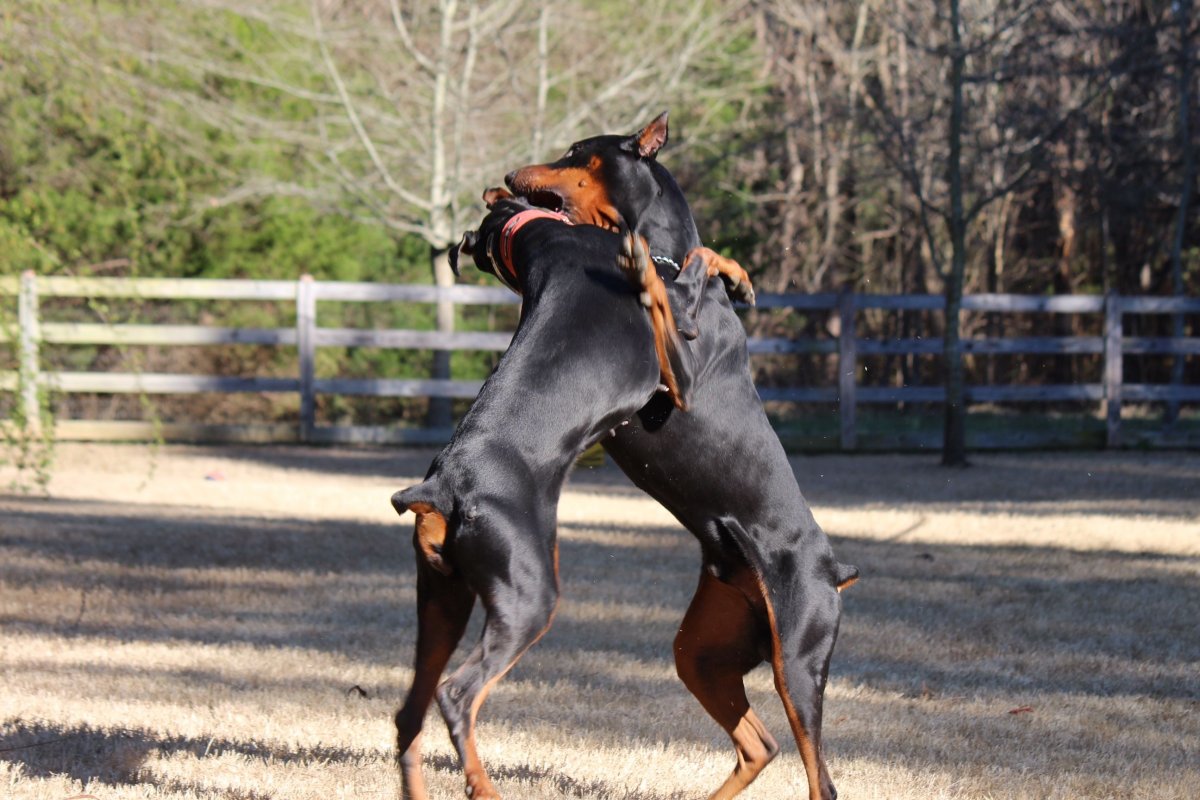 Накаченный Доберман