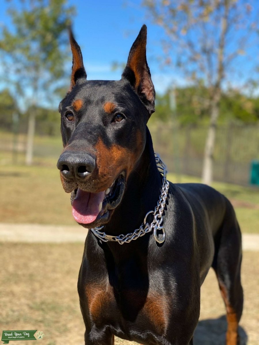 Питбуль Доберман и бультерьер