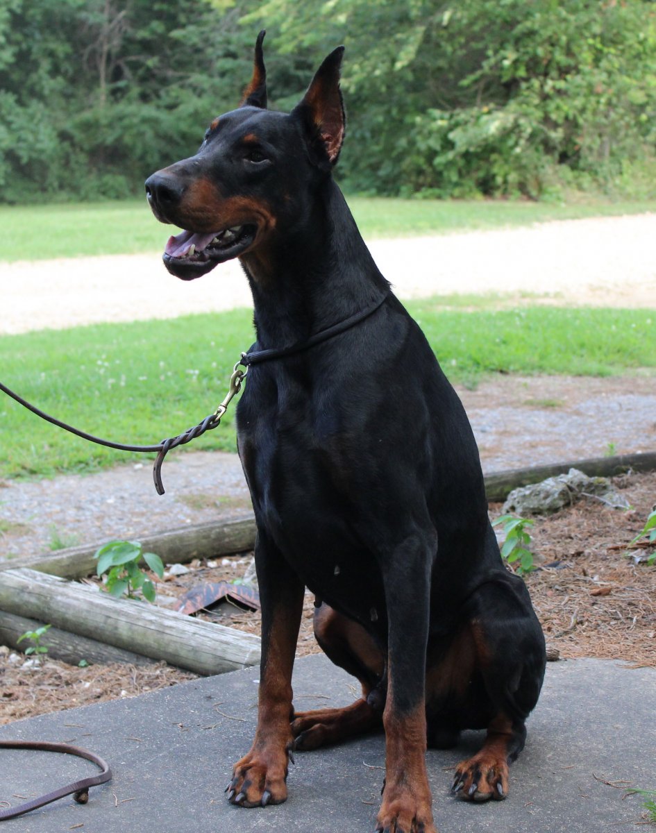 Доберман рэпер