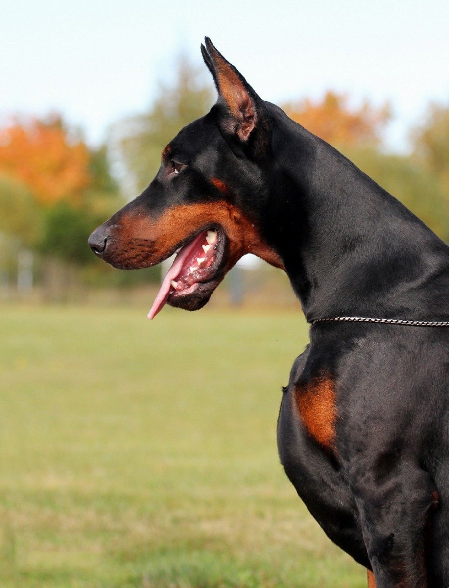 Доберман Цезарь