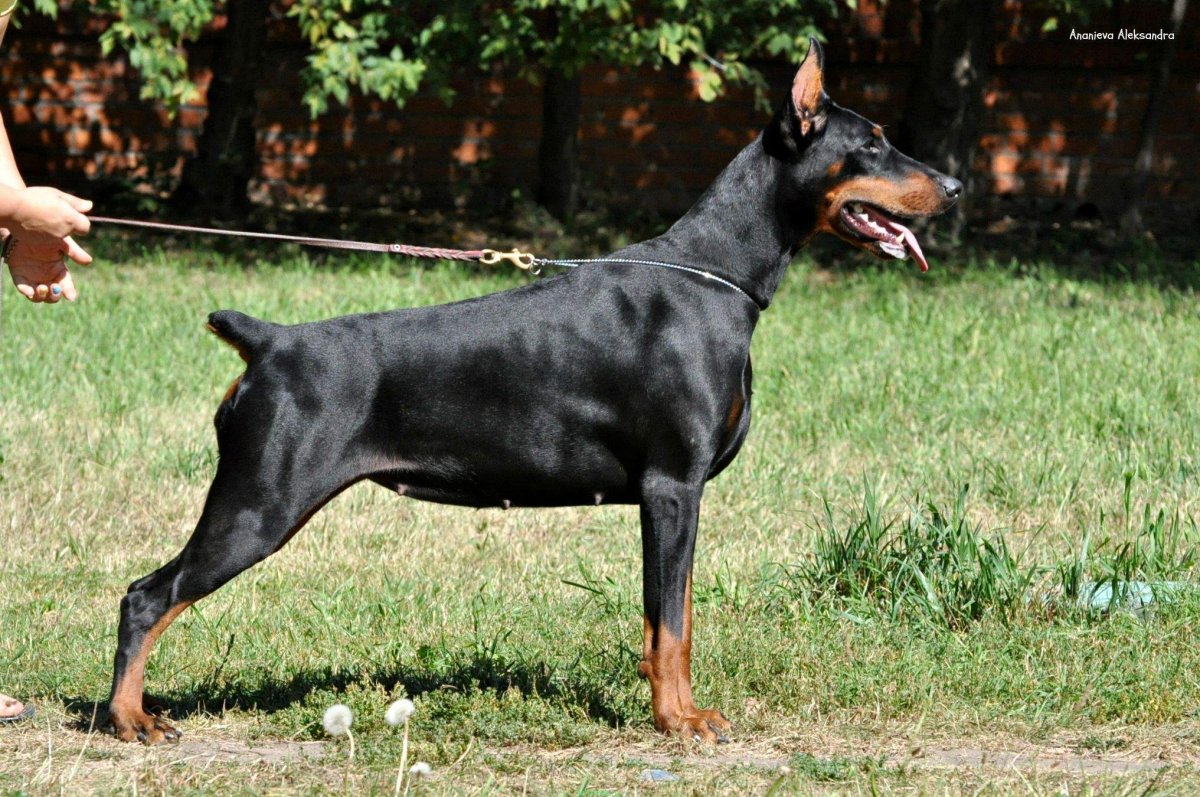 Собака Доберман бежит