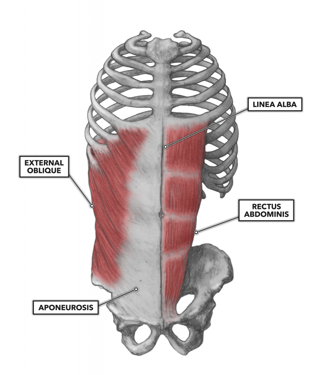 Obliquus externus abdominis мышца