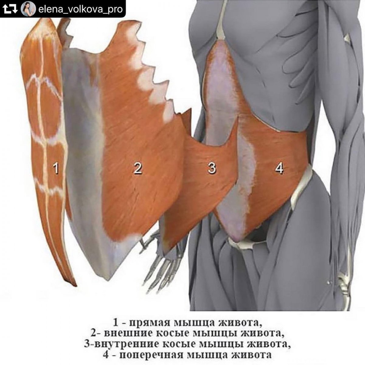 Поперечная мышца живота анатомия