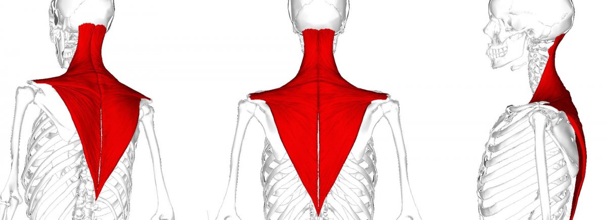 Триггерные точки малой грудной мышцы