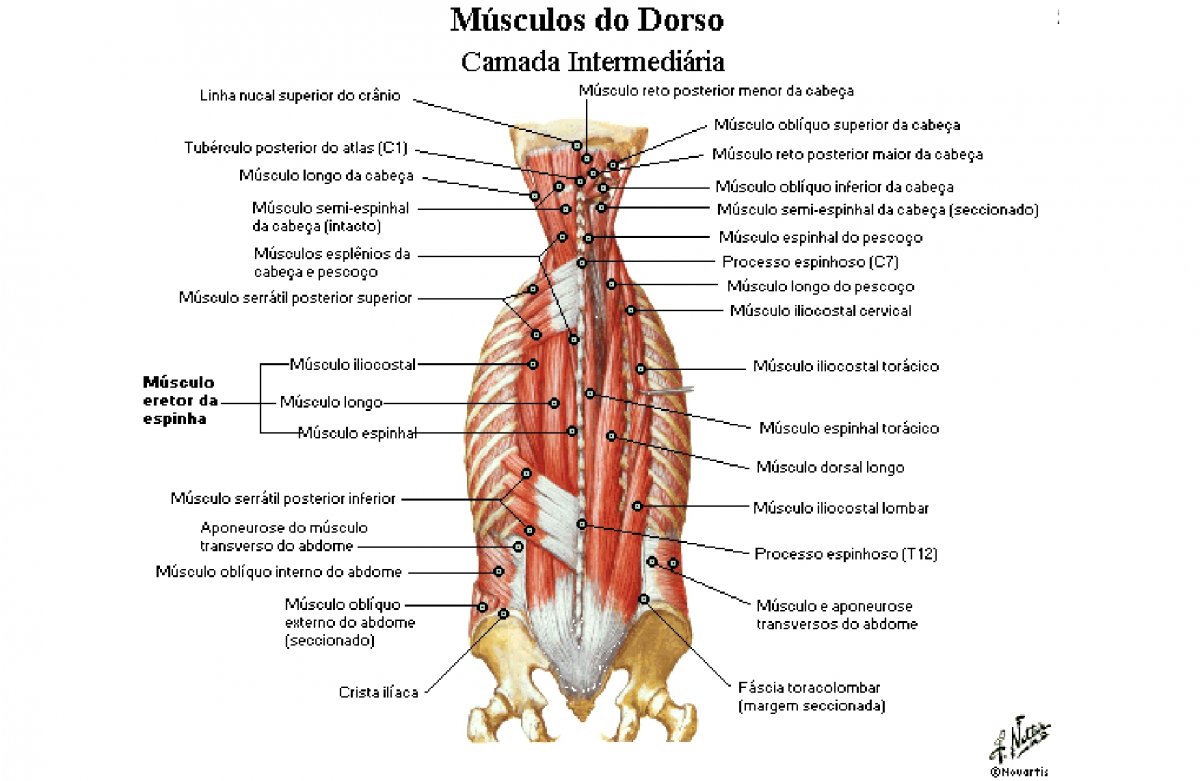 Musculus Multifidus