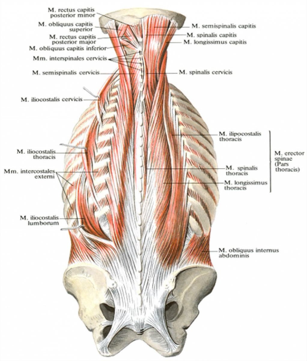 Мышца, выпрямляющая позвоночник m. Erector Spinae