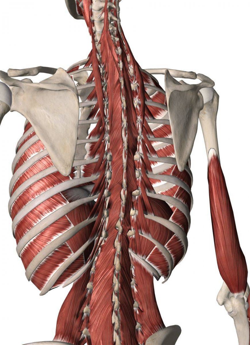 Крестцово остистая мышца анатомия