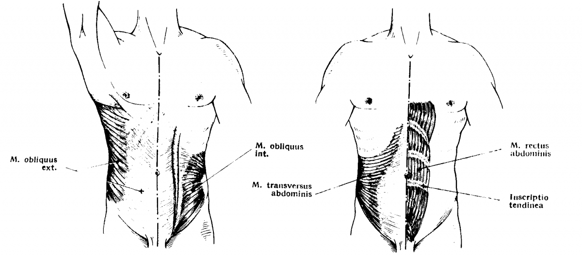 Влагалище прямой мышцы живота анатомия