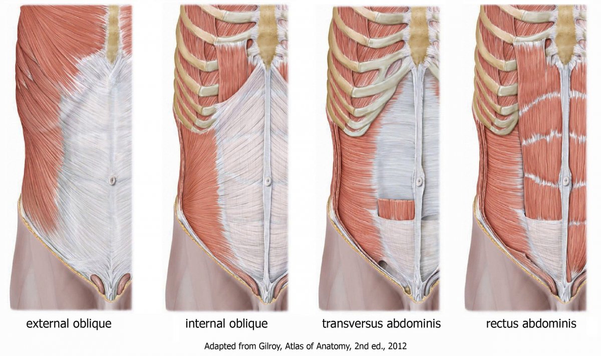 Мышцы брюшной полости анатомия