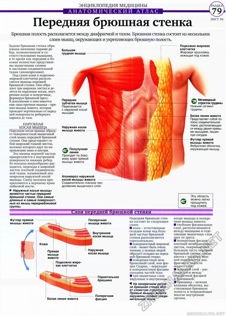 Апоневроз поперечной мышцы живота