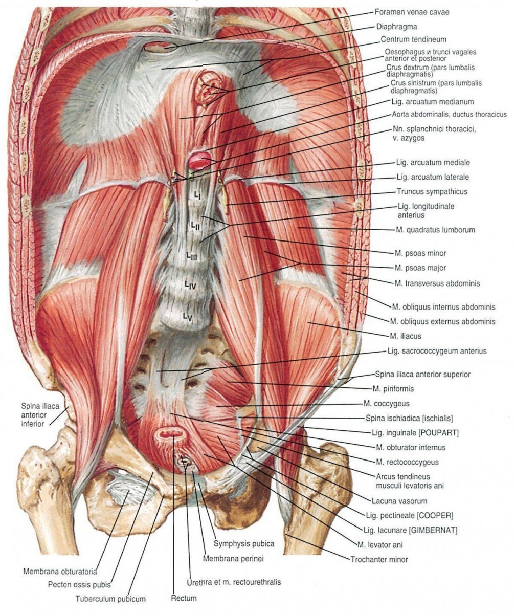 Мышцы грудины анатомия животных