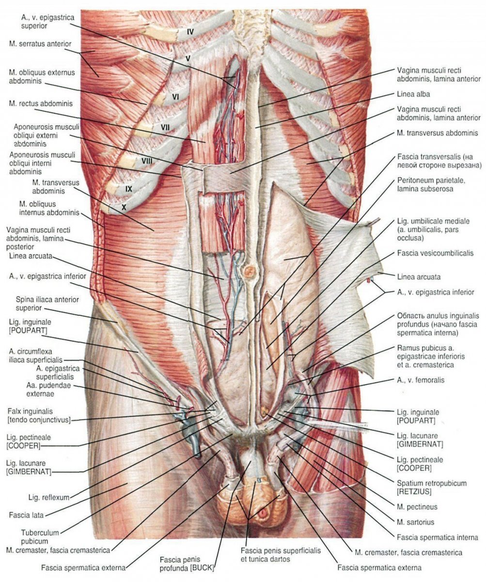 Пирамидальная мышца живота анатомия