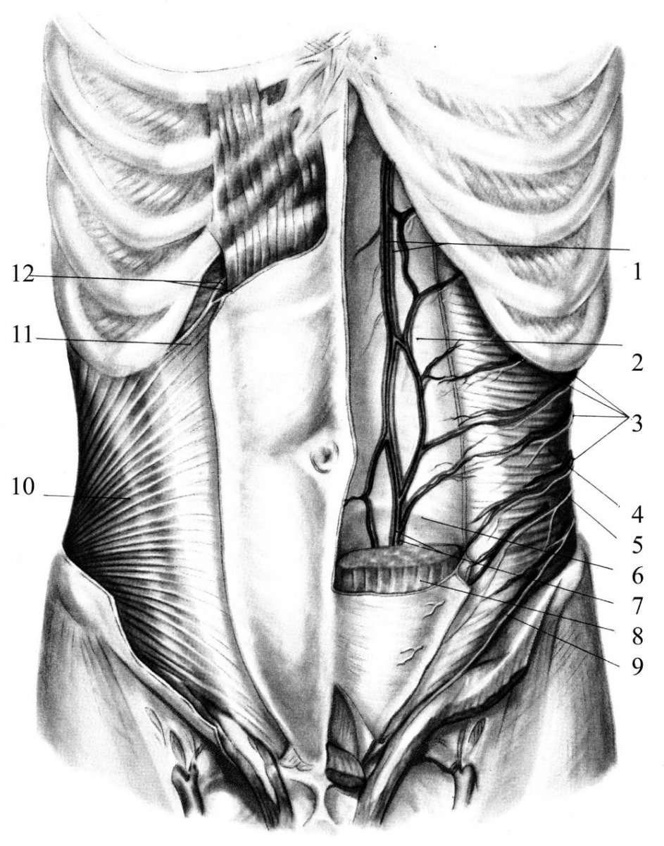 Брюшной пресс мышцы анатомия