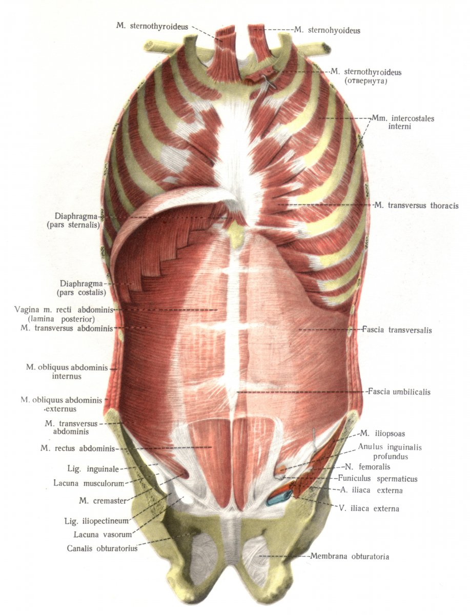 Мышцы передней брюшной стенки топографическая анатомия