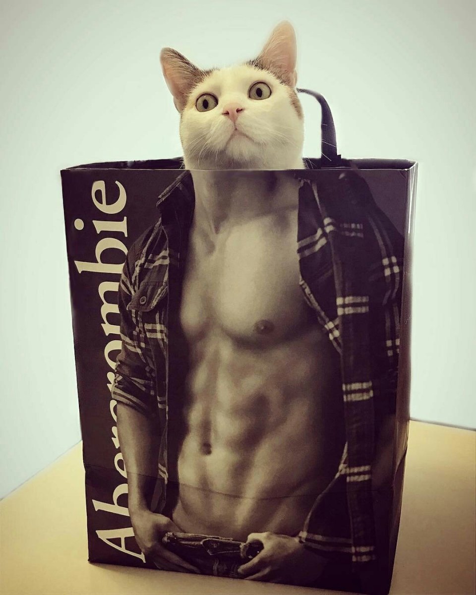 Кот с мускулами