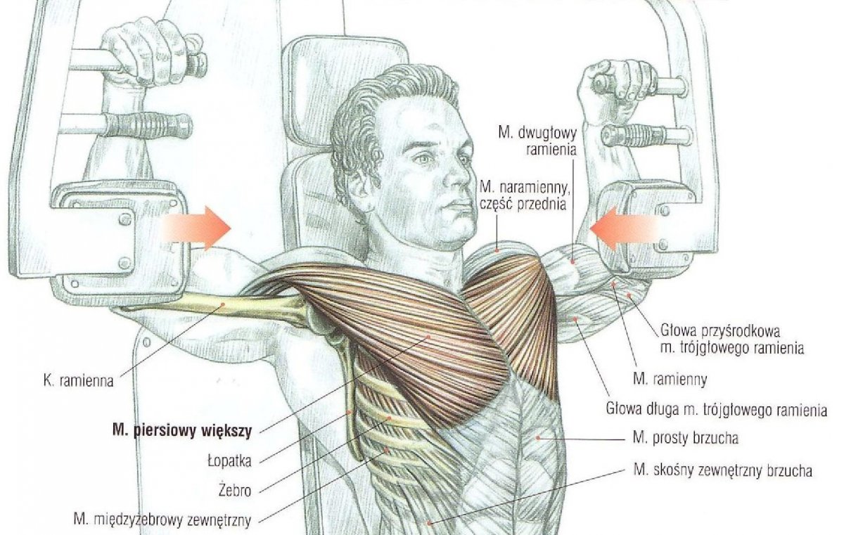Тренажёр бабочка упражнения для грудных мышц