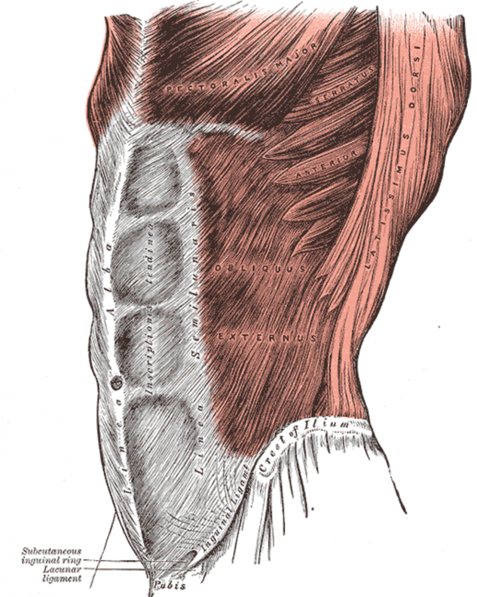 Мышцы живота поверхностный слой вид спереди