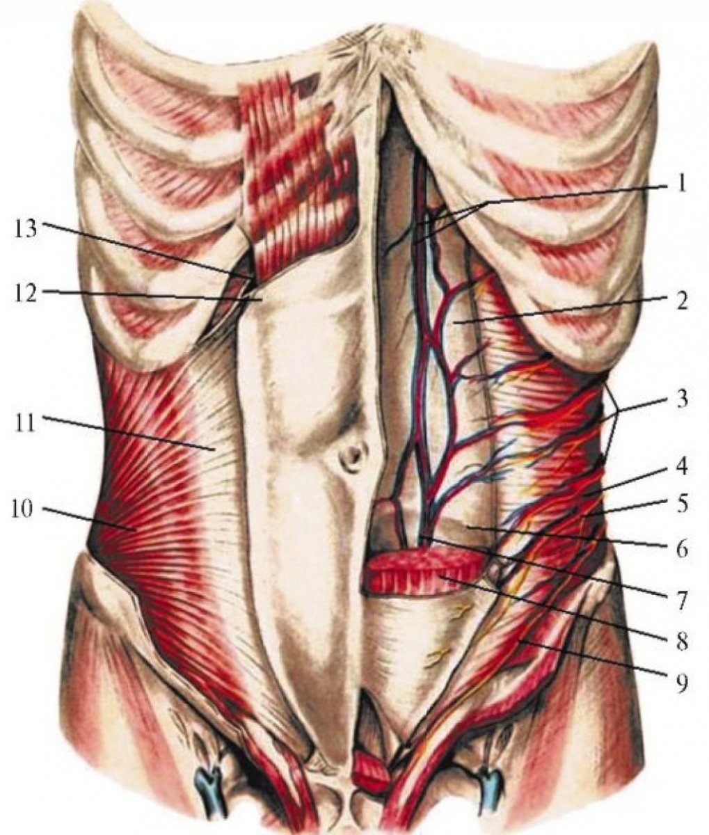 Внутренняя косая мышца живота m. obliquus internus abdominis