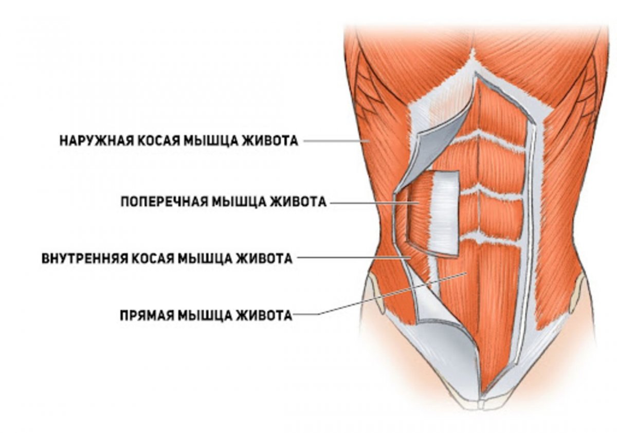 Переднелатеральная группа мышц живота