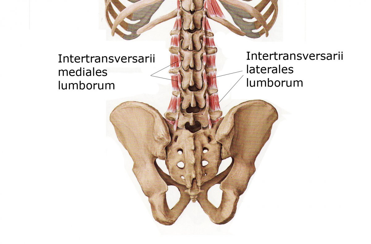 Musculi Intertransversarii mediales Lumborum