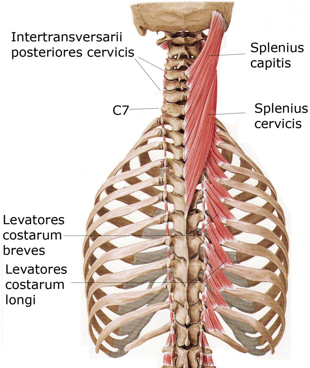 Musculi Levatores Costarum