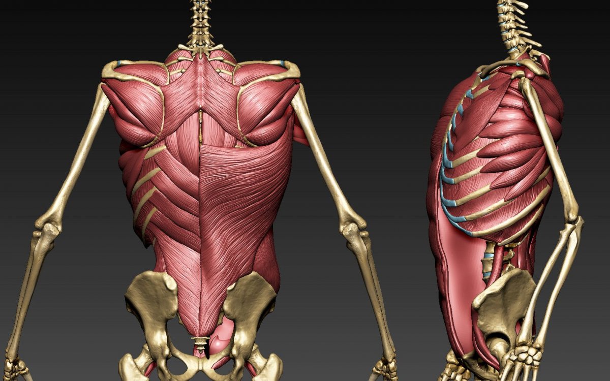 Скелет с мышцами
