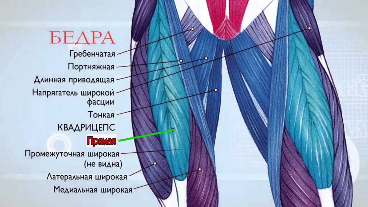 Мышцы передней поверхности бедра анатомия