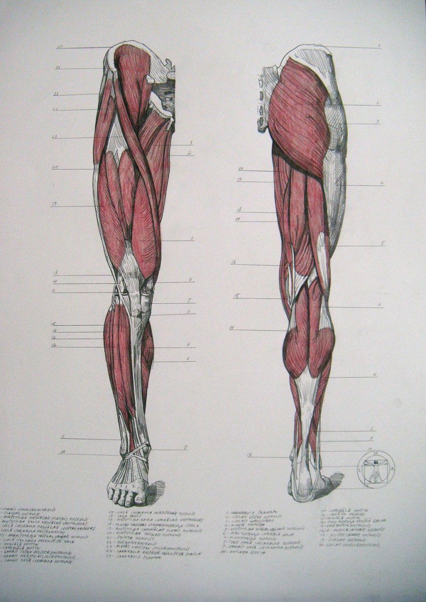 Четырехглавая мышца бедра (m. quadriceps femoris)