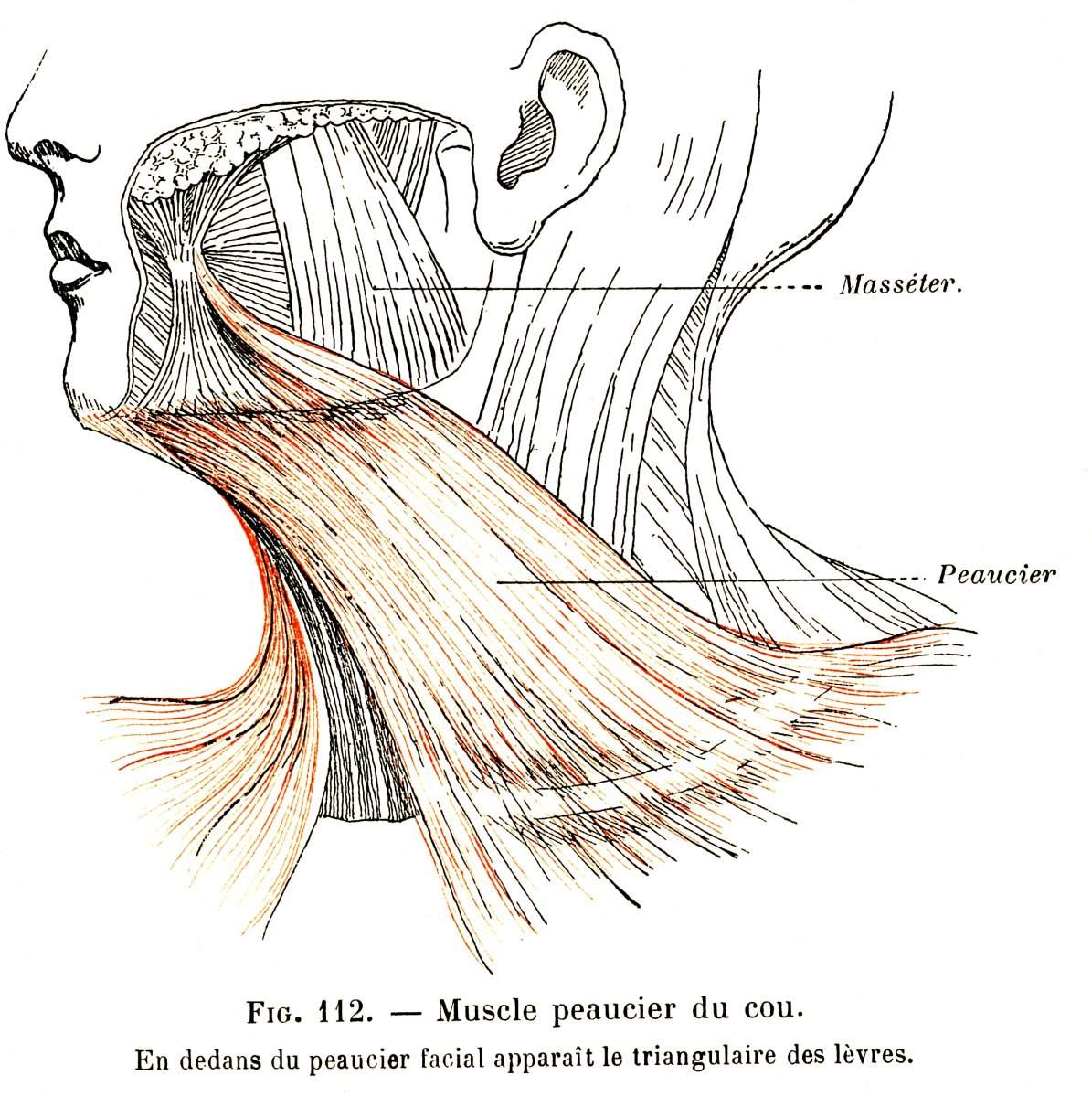 Мышцы лица и шеи