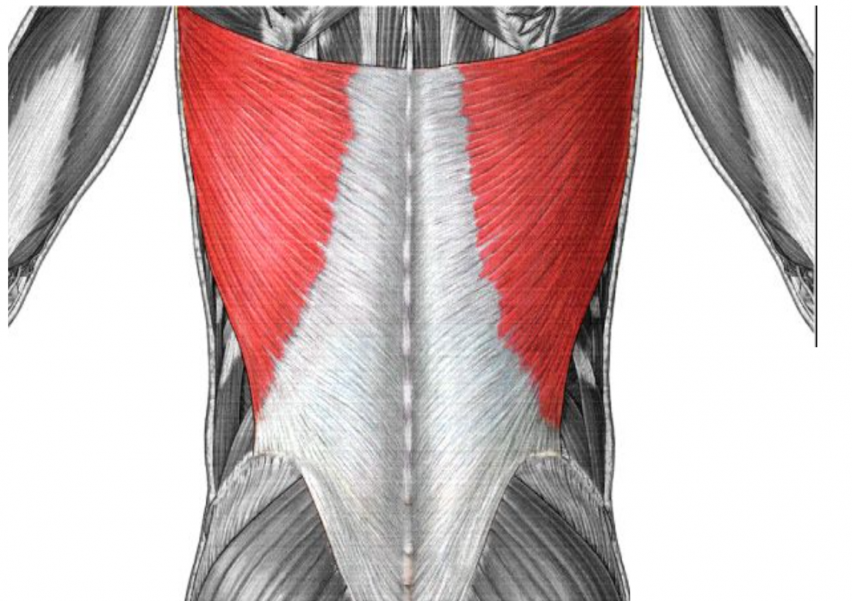 M Latissimus Dorsi прикрепление