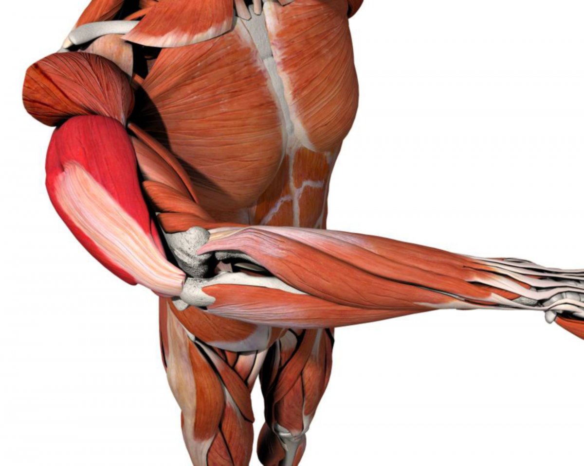 М. rectus abdominis
