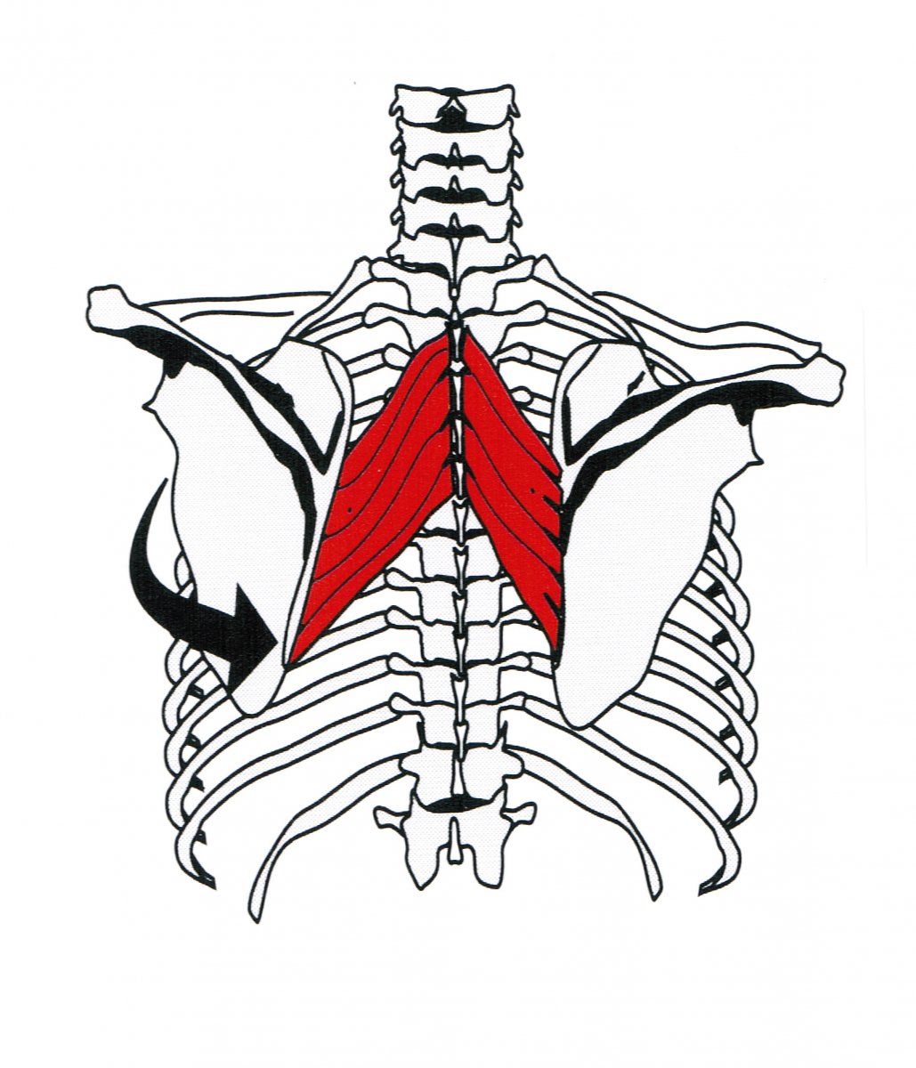Rhomboid Major мышца