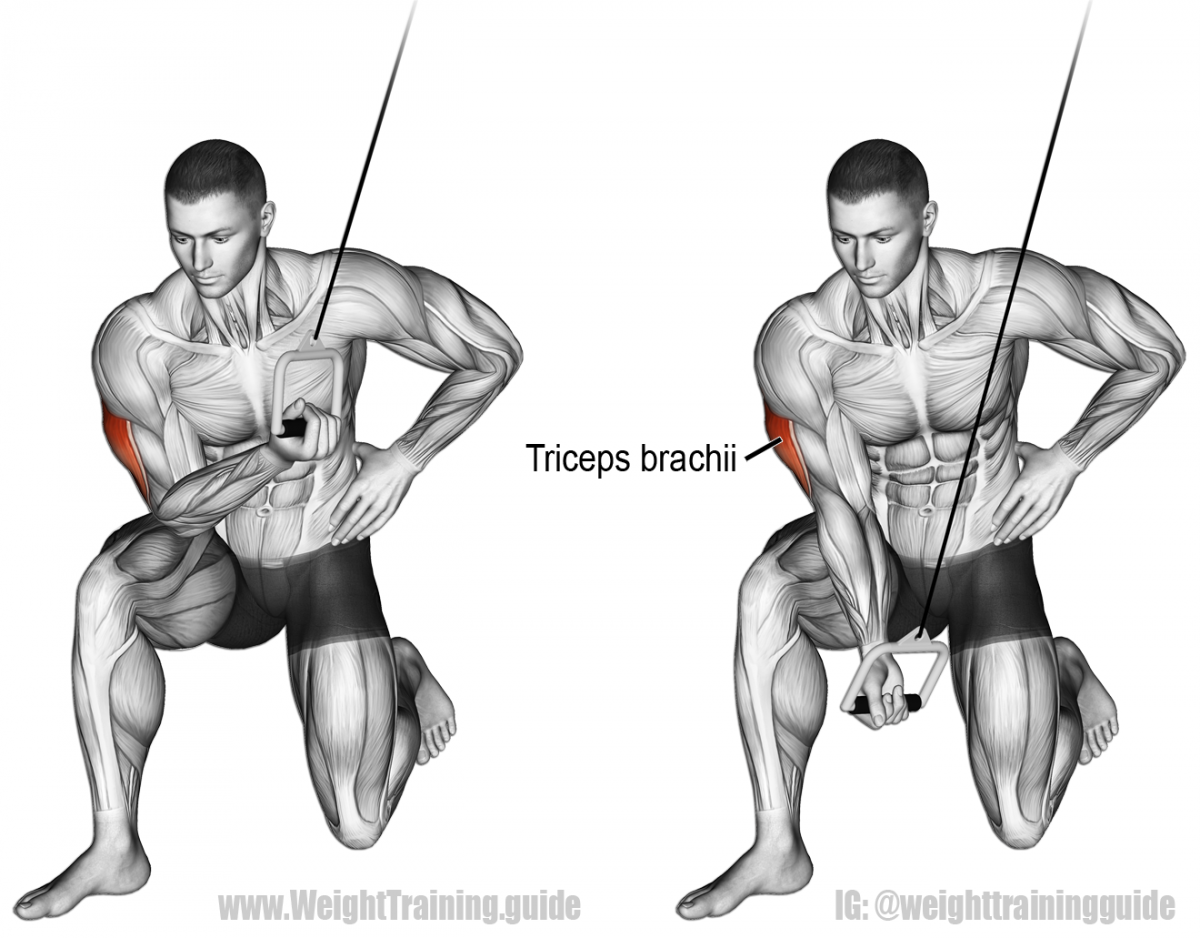 Тренировка мышц трицепса