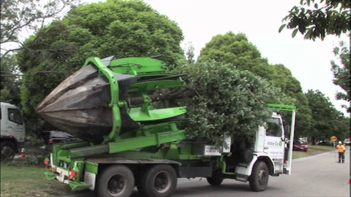 Машина для перевозки деревьев