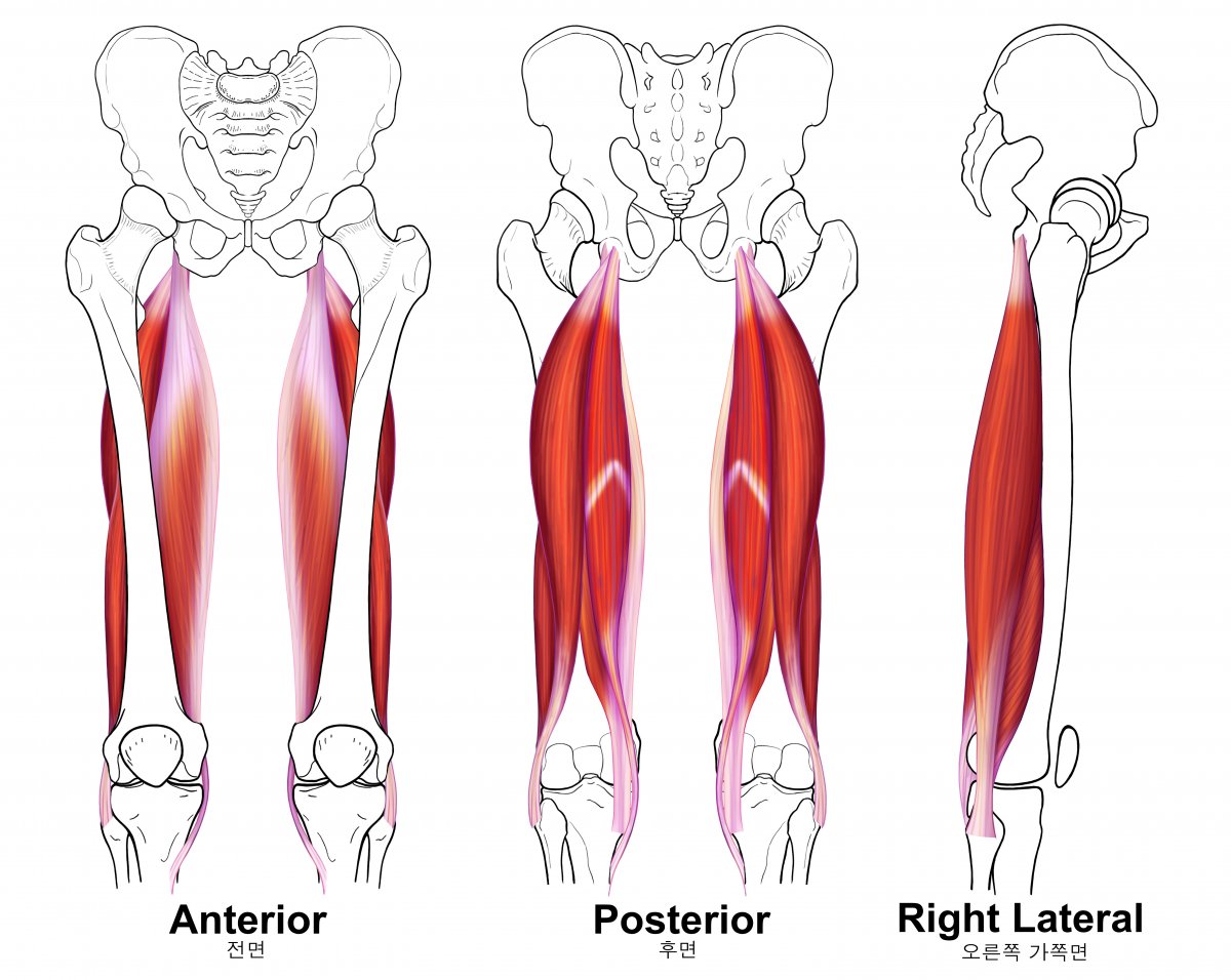 . Biceps femoris Caput breve