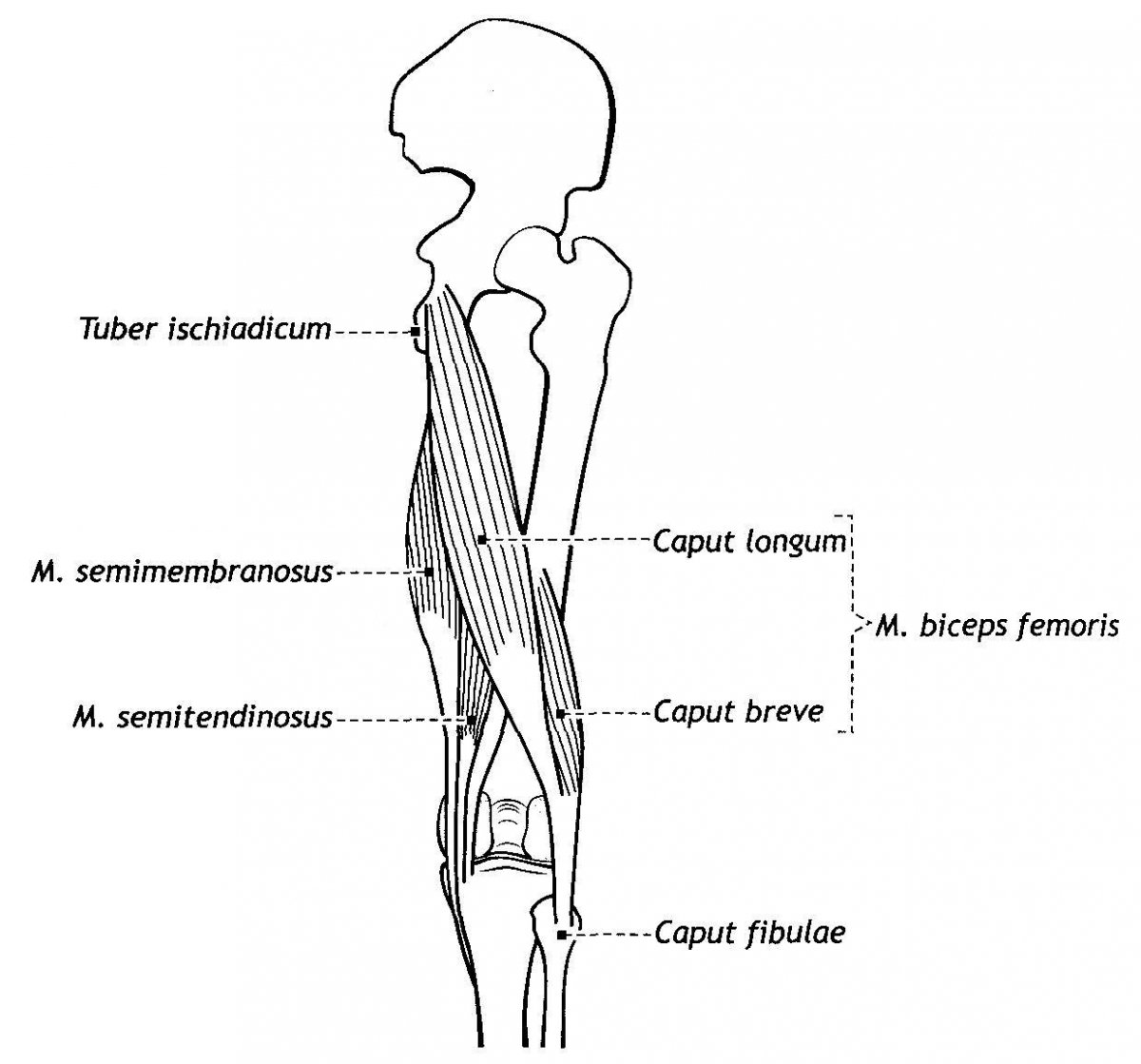 Hamstrings мышца