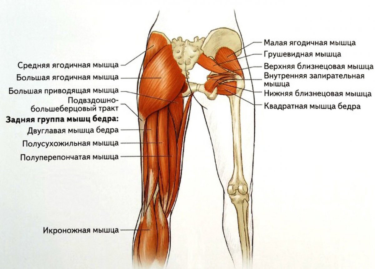 Сухожилие тонкой мышцы бедра