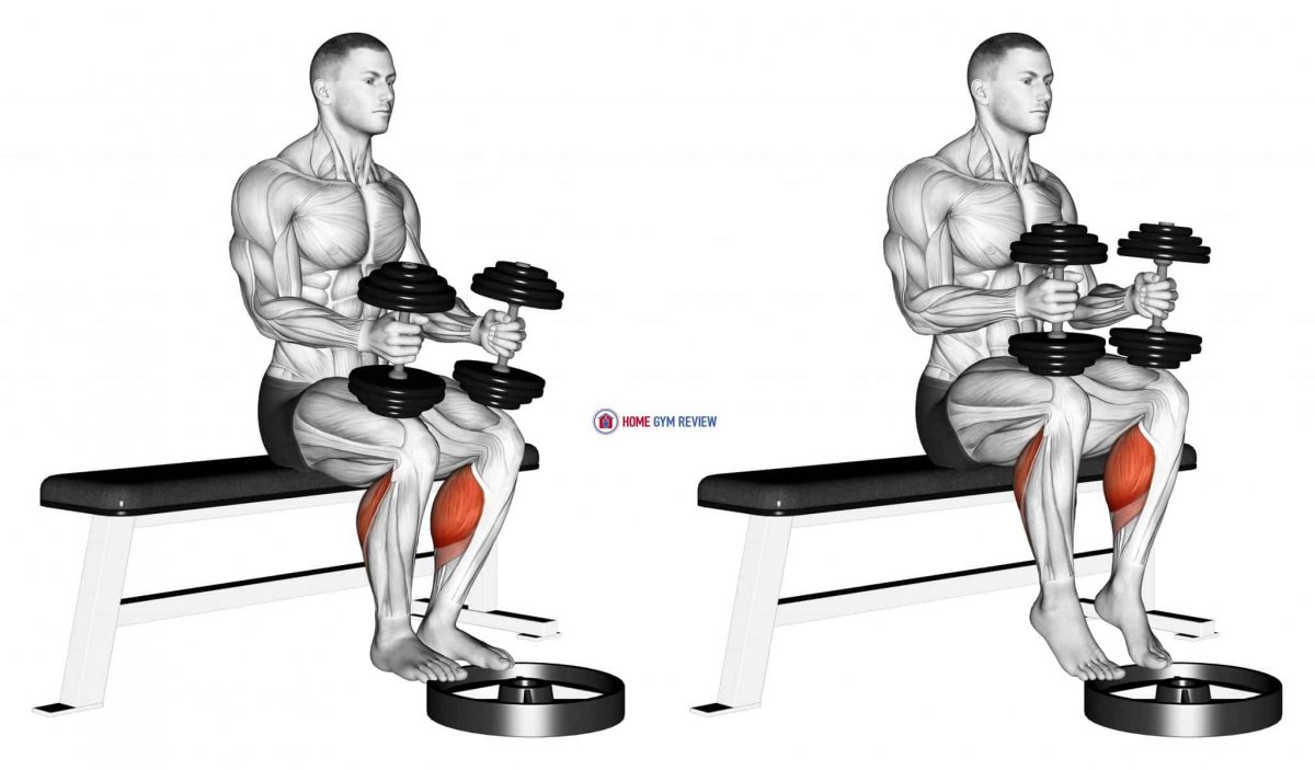 Seated Calf raises