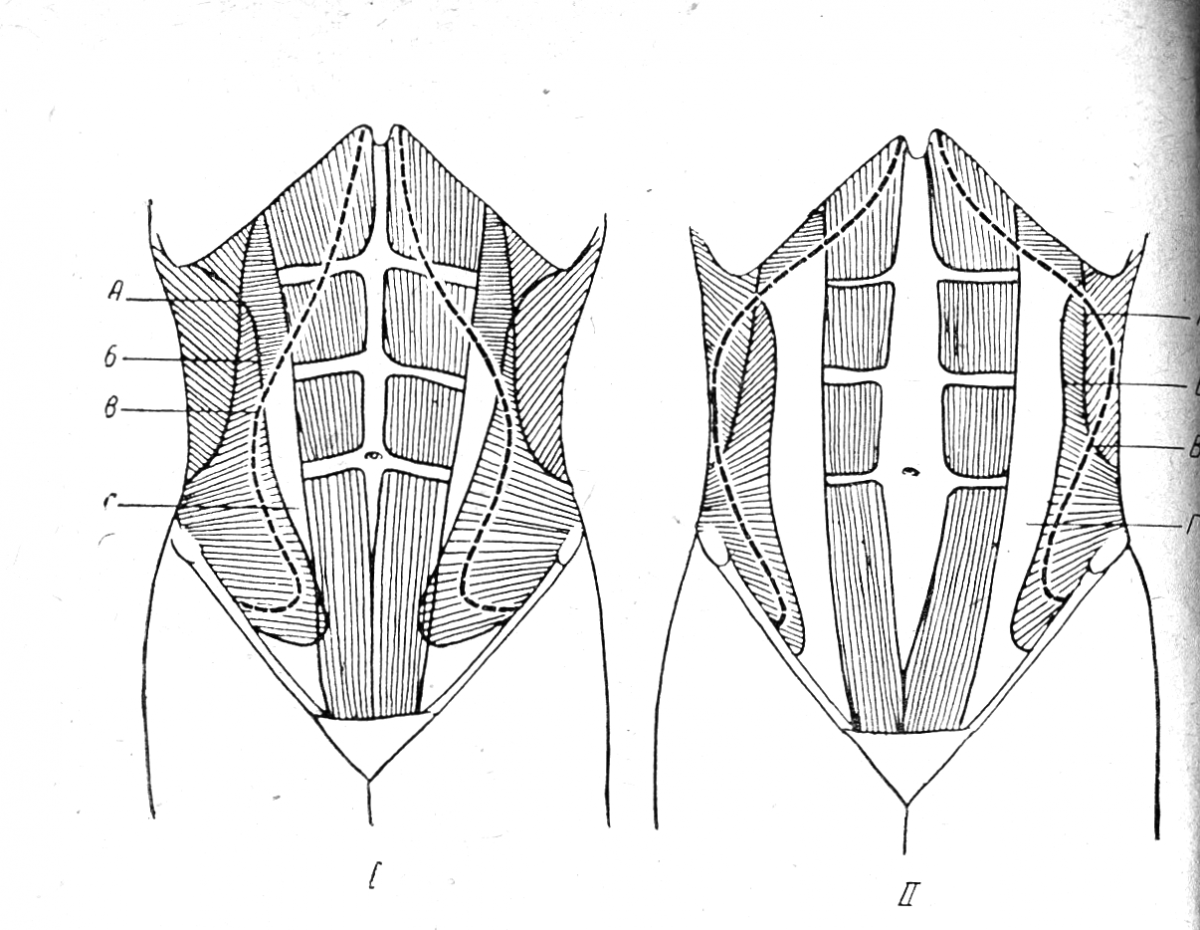 Переднебоковая стенка живота мышцы