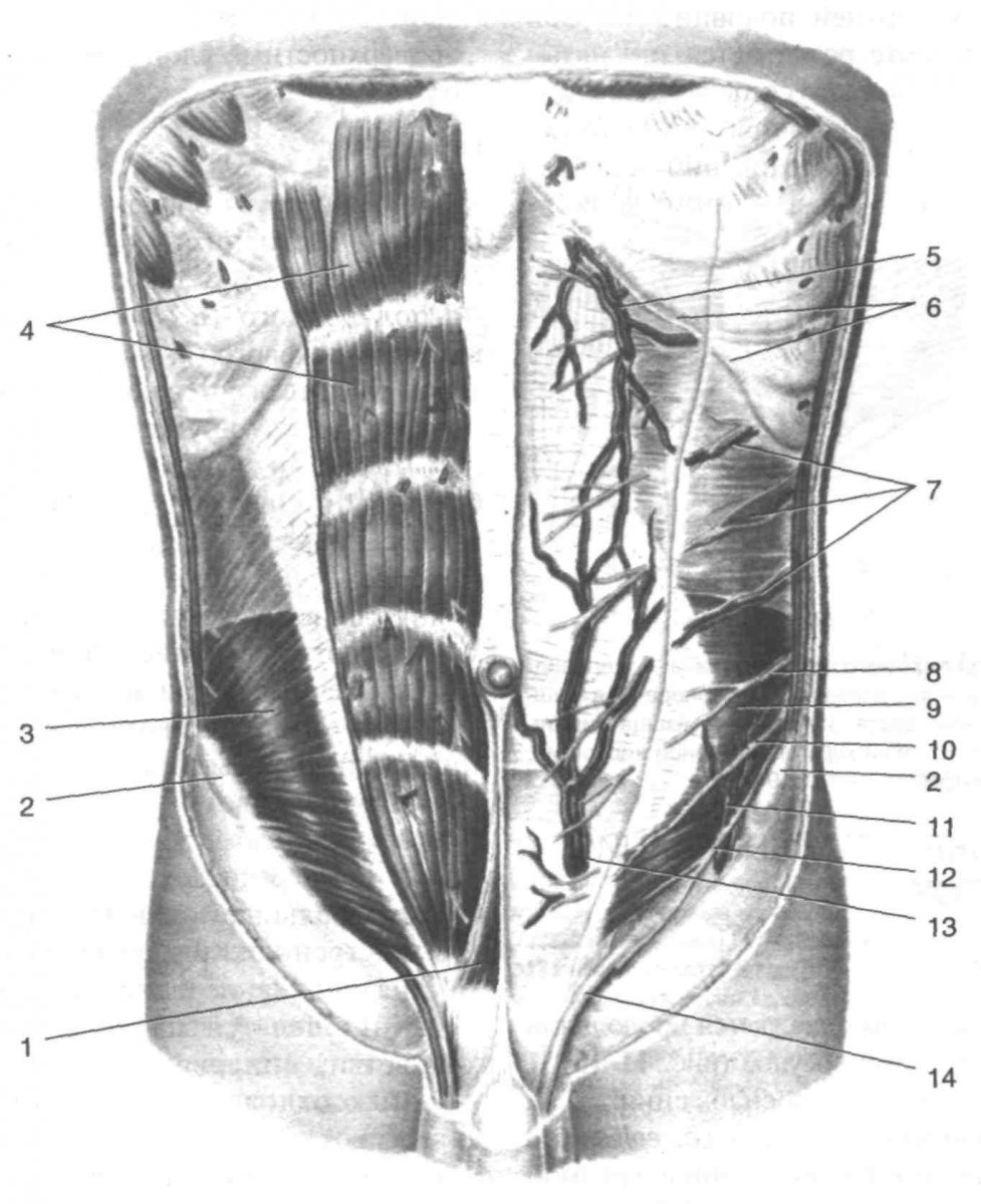 Мышцы передней брюшной стенки живота кт