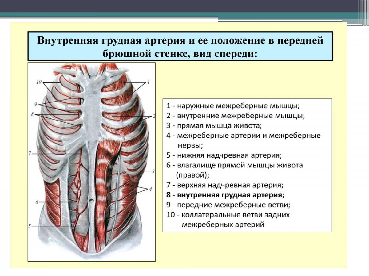 Изучите топографию и функции мышц: · груди;