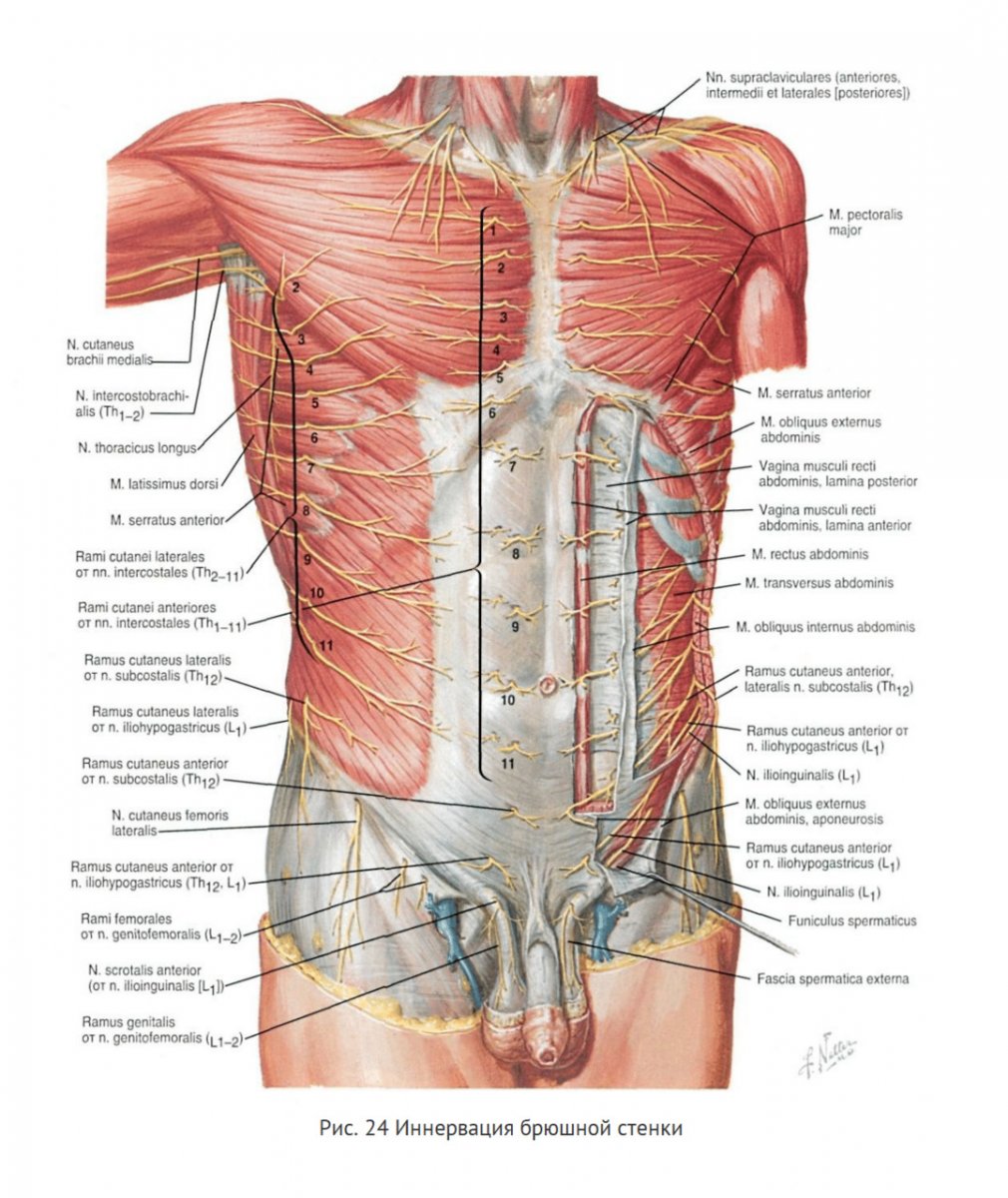 Мышцы передней стенки живота анатомия
