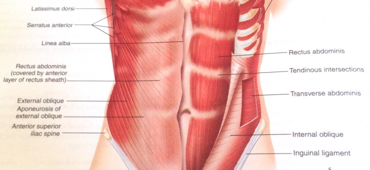 Мышцы живота послойно анатомия