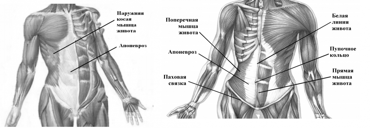 Obliquus externus abdominis мышца