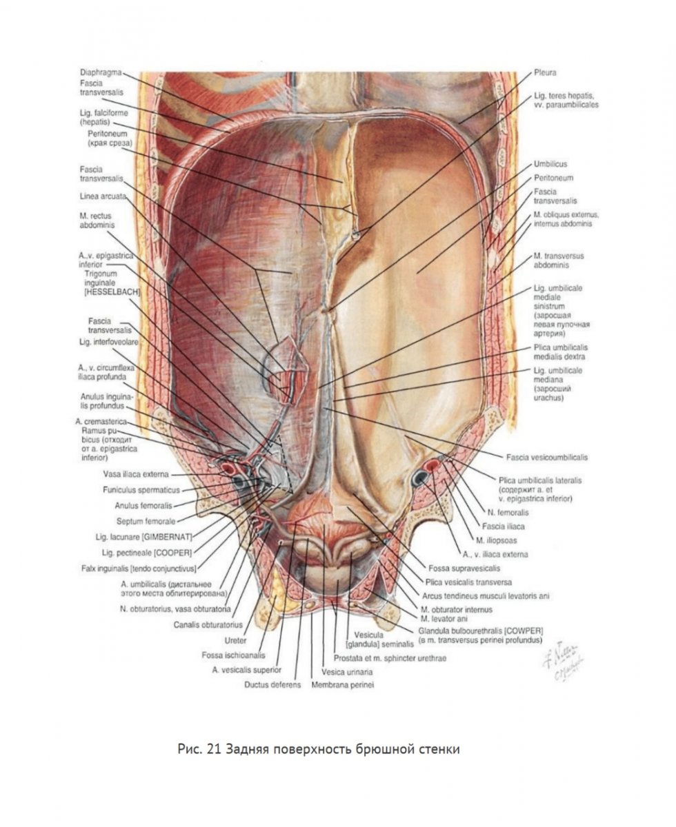 M Latissimus Dorsi прикрепление