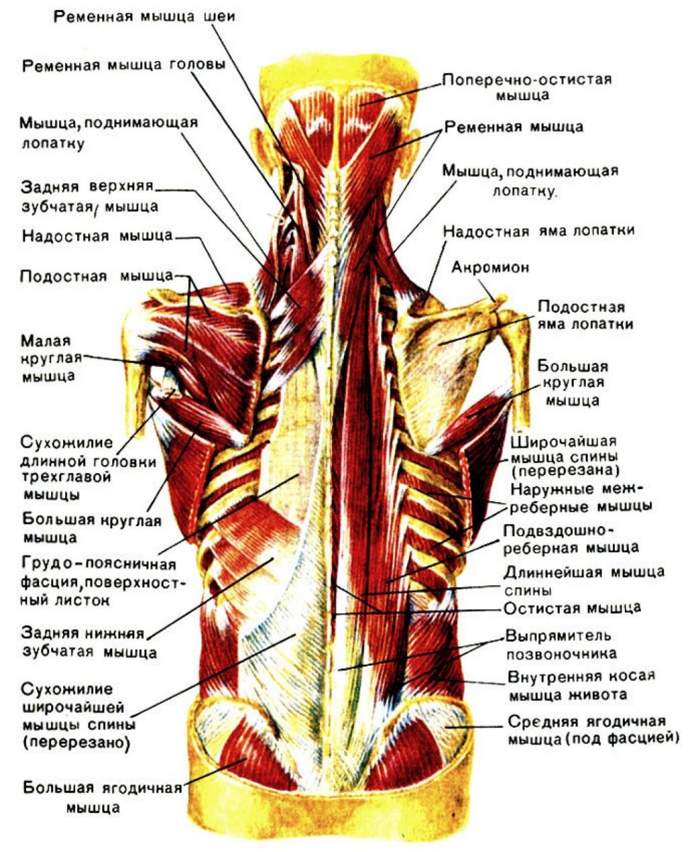 Атлас Синельников мышцы спины