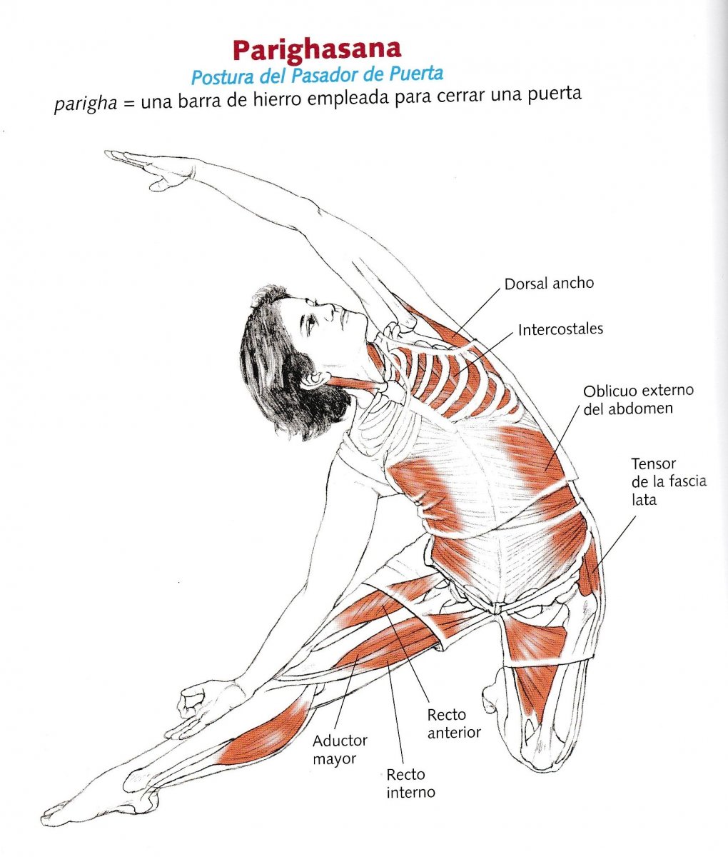 Анатомия йоги Триконасана